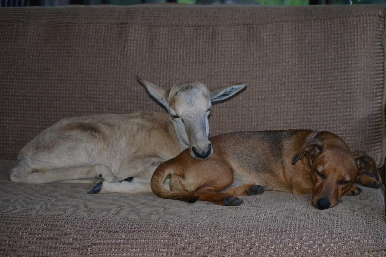 Готель Ithabiseng Guest Farm Бела-Бела Екстер'єр фото